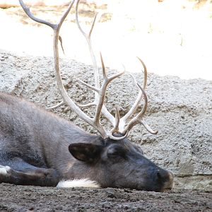 Polar Bear Plunge - Siberian Reindeer