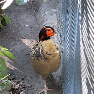 Cabot's Tragopan