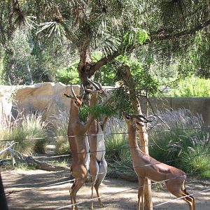 Southern Gerenuk
