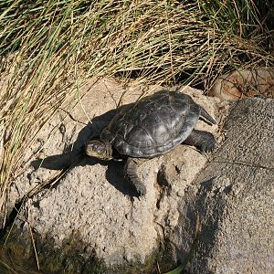 Elephant Odyssey - Western Pond Turtle