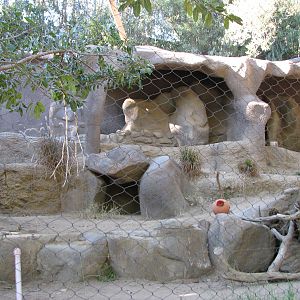 Africa Rocks - Sudan Striped Hyena Exhibit