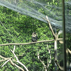 Asian Passage - Lion-Tailed Macaque