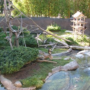 Ituri Forest - Monkey Exhibit