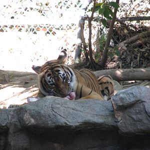 Tiger River - Malayan Tiger