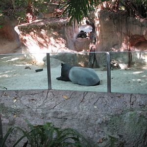 Tiger River - Malayan Tapir