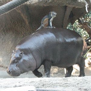 Monkey Trails - Pygmy Hippopotamus and Wolf's Guenon