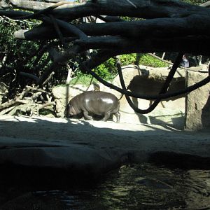 Monkey Trails - Pygmy Hippopotamus and Wolf's Guenon