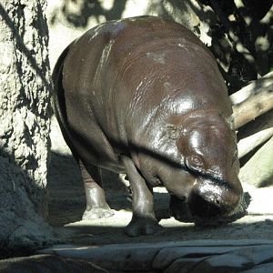 Monkey Trails - Pygmy Hippopotamus