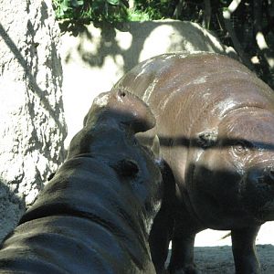 Monkey Trails - Pygmy Hippopotamus