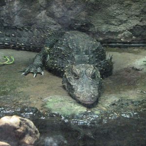 Monkey Trails - West African Dwarf Crocodile