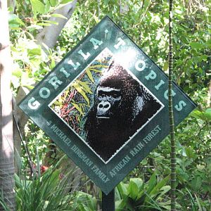 Gorilla Tropics