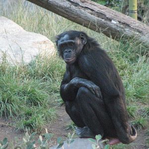 Bonobo