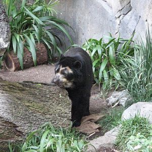Spectacled Bear