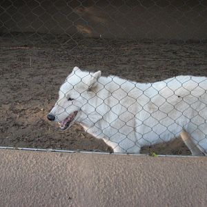 Urban Jungle - Arctic Wolf