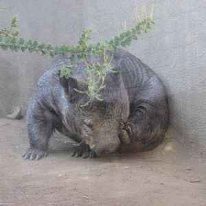 Southern Hairy-Nosed Wombat