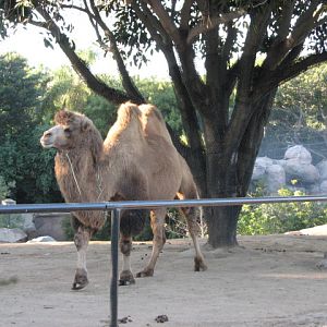 Domestic Bactrian Camel