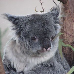Queensland Koala