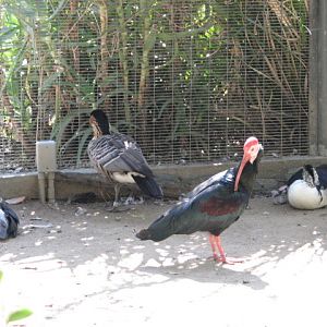 Wings of the World Aviary