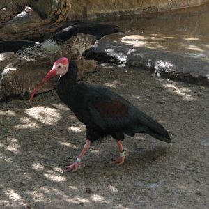 Wings of the World Aviary - Southern Bald Ibis