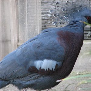 Wings of the World Aviary - Victoria Crowned Pigeon