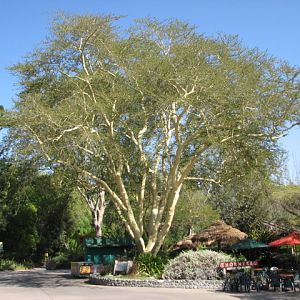 Thorn Tree Terrace - African Fever Tree