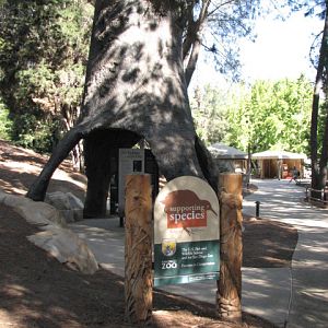 World Gardens - Conifer Forest