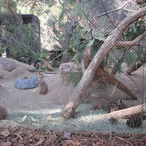 Condor Ridge - Black-Tailed Prairie Dog