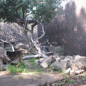 Condor Ridge - Ocelot Exhibit
