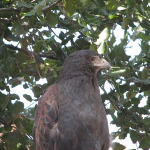 Condor Ridge - Western Harris's Hawk