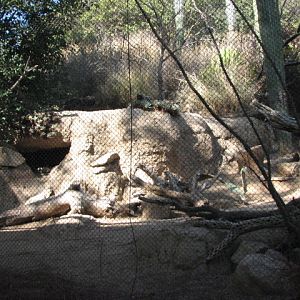 Condor Ridge - Burrowing Owl, Desert Tortoise and Black-Billed Magpie Exhib