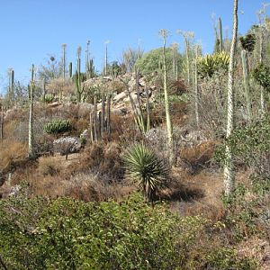 Condor Ridge - Baja Garden