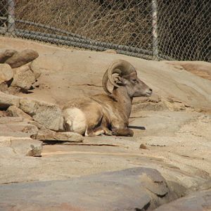 Condor Ridge - Desert Bighorn Sheep