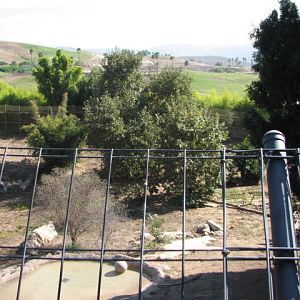 Sumatran Tiger Exhibit