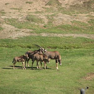 East Africa - Fringe-eared Oryx