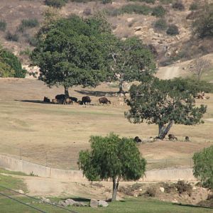 Asian Plains - Indian Gaur