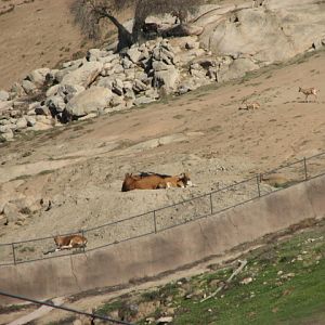 Central Asia - Javan Banteng