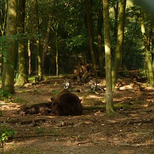Brown bear eating yak