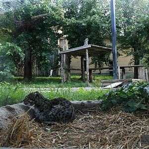 Fishing cats (Prionailurus viverrinus)