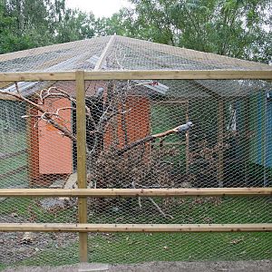 African grey parrot aviary