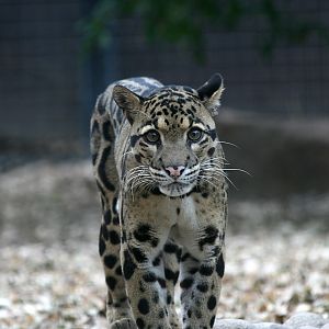 Clouded leopard (Neofelis nebulosa)