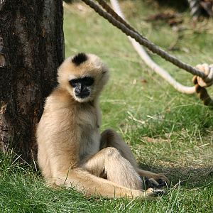 Northern white-cheeked gibbon (Hylobates leucogenys)