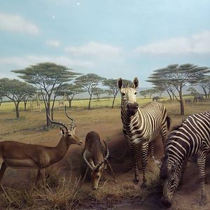 Impala/Cape Mountain Zebra/Burchell's Zebra