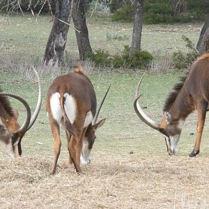 Sable Antelope