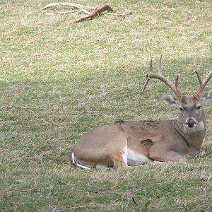 White-Tailed Deer