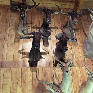 McElroy Hall - Wildebeest Wall