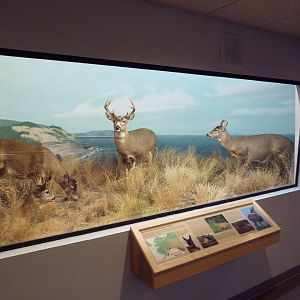 Sitka Black-Tailed Deer