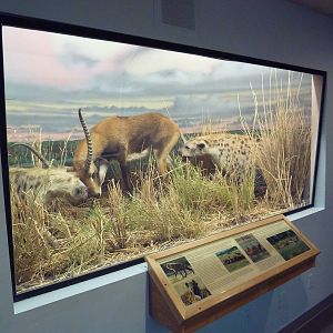 Hyenas Vs. Lechwe