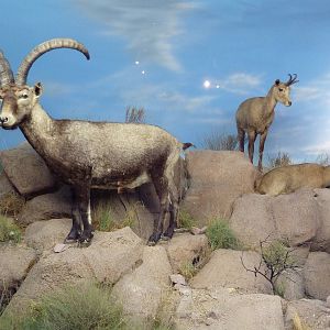 Spanish Ibex + Chamois