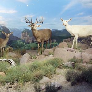 Red Deer (Including An Albino Specimen)