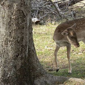 Fallow Deer
